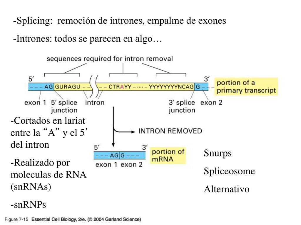 07_15_end_intron.jpg Splicing: remoción de intrones, empalme de exones