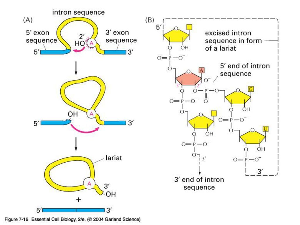 07_16_RNA_chain .jpg 07_16_RNA_chain .jpg