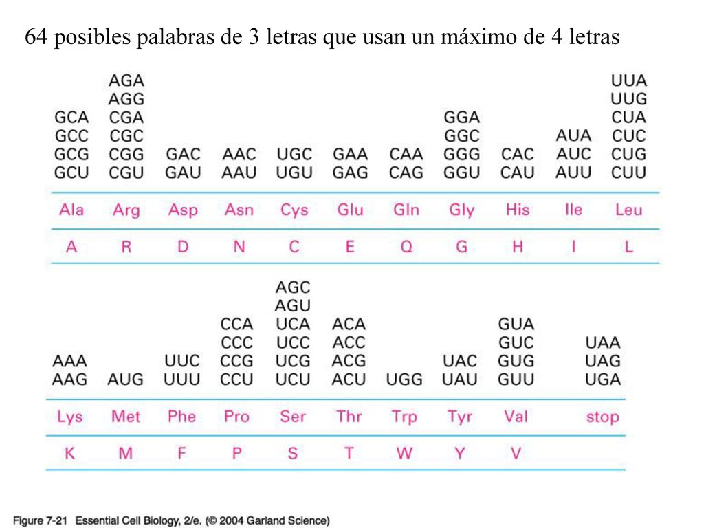 64 posibles palabras de 3 letras que usan un máximo de 4 letras