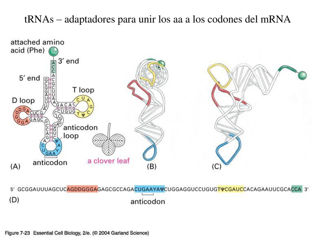 tRNAs – adaptadores para unir los aa a los codones del mRNA