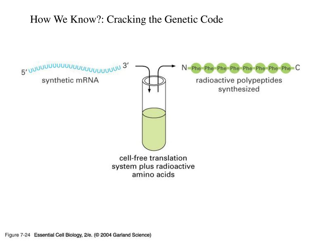 07_24_UUU codes.jpg How We Know : Cracking the Genetic Code