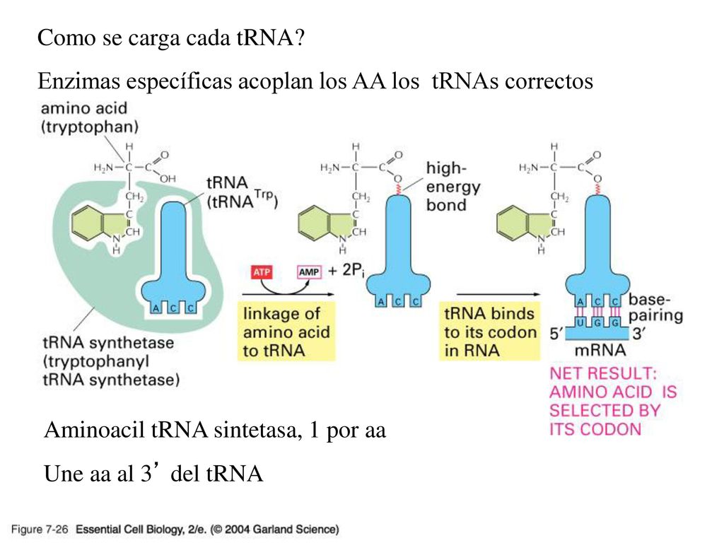 07_26_2_adaptors.jpg Como se carga cada tRNA