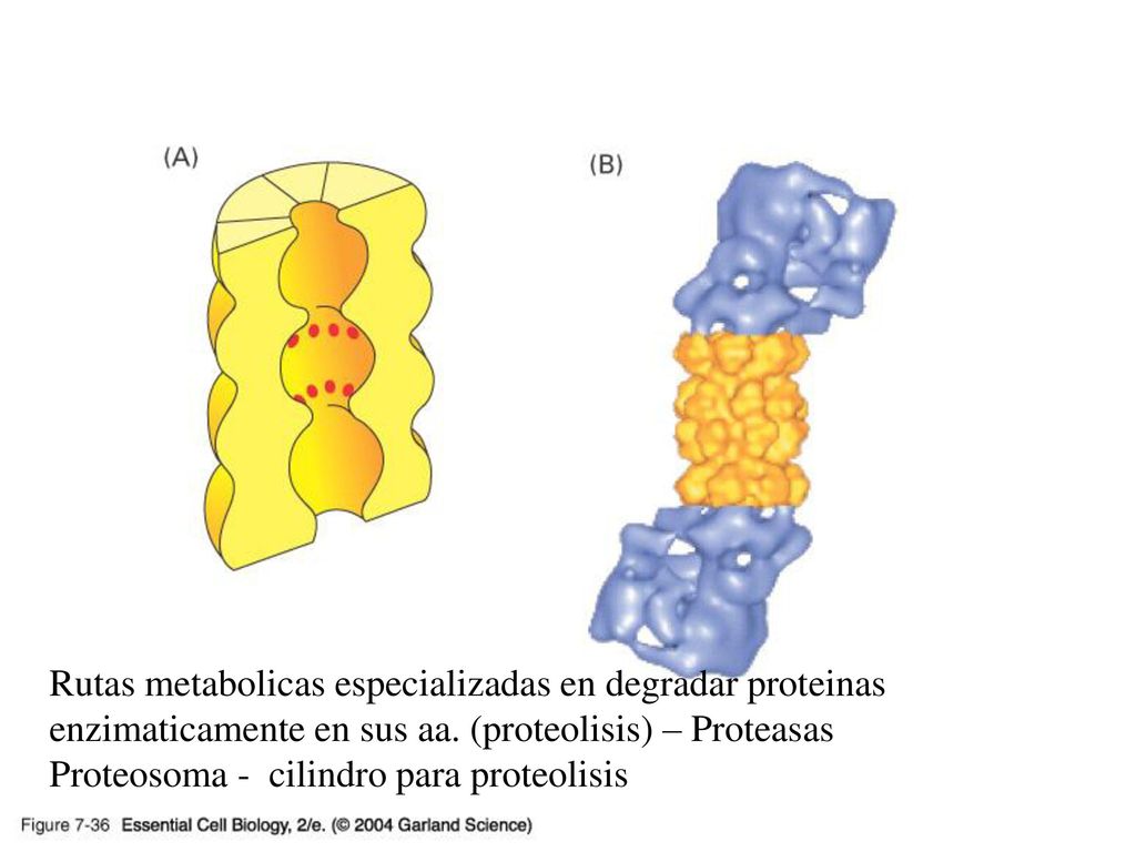 07_36_proteasome.jpg 07_36_proteasome.jpg. Degradacion controlada de las proteinas ayudan a regular niveles de esta en la celula.