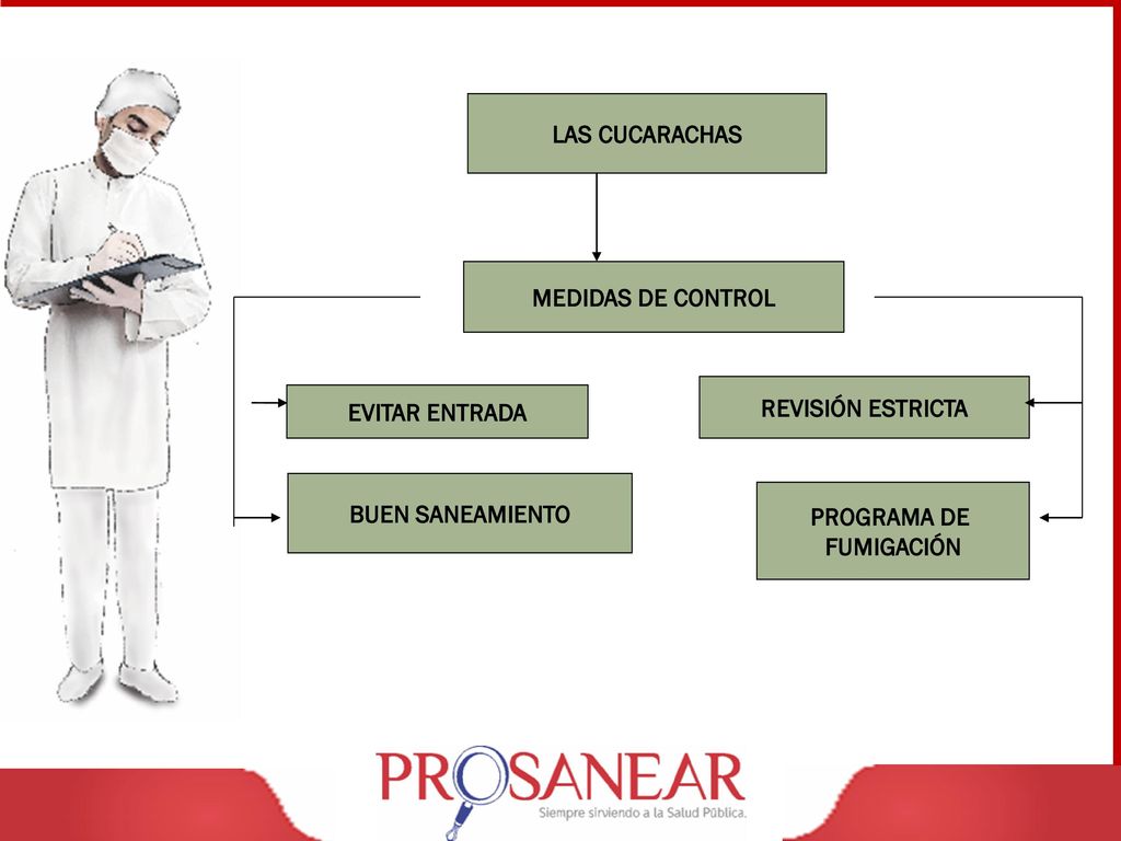 LAS CUCARACHAS MEDIDAS DE CONTROL. REVISIÓN ESTRICTA. EVITAR ENTRADA. BUEN SANEAMIENTO. PROGRAMA DE.