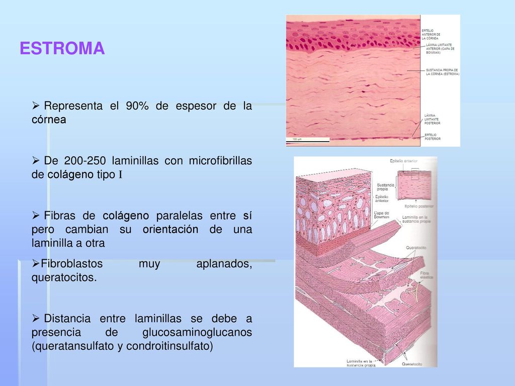 ESTROMA Representa el 90% de espesor de la córnea
