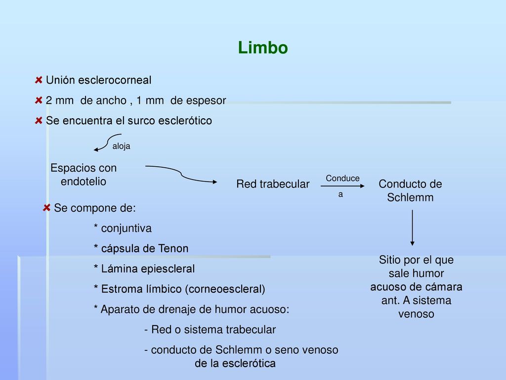 Limbo Unión esclerocorneal 2 mm de ancho , 1 mm de espesor