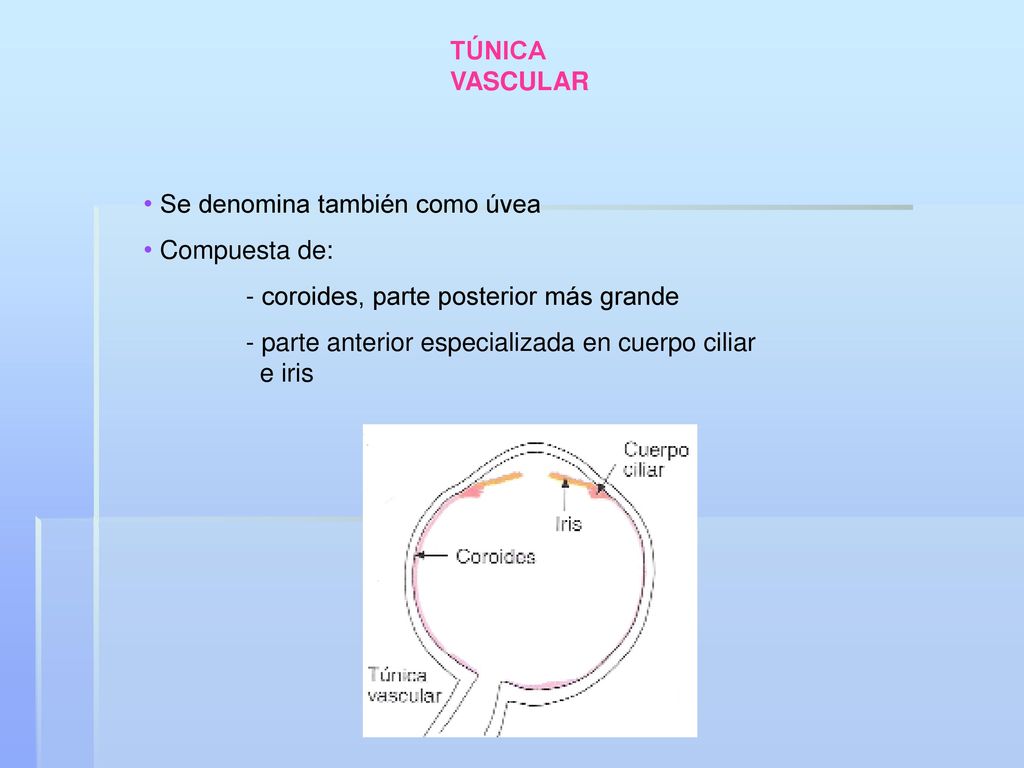 TÚNICA VASCULAR Se denomina también como úvea. Compuesta de: - coroides, parte posterior más grande.