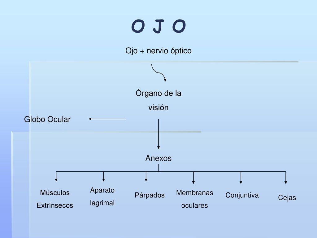 O J O Ojo + nervio óptico Órgano de la visión Globo Ocular Anexos