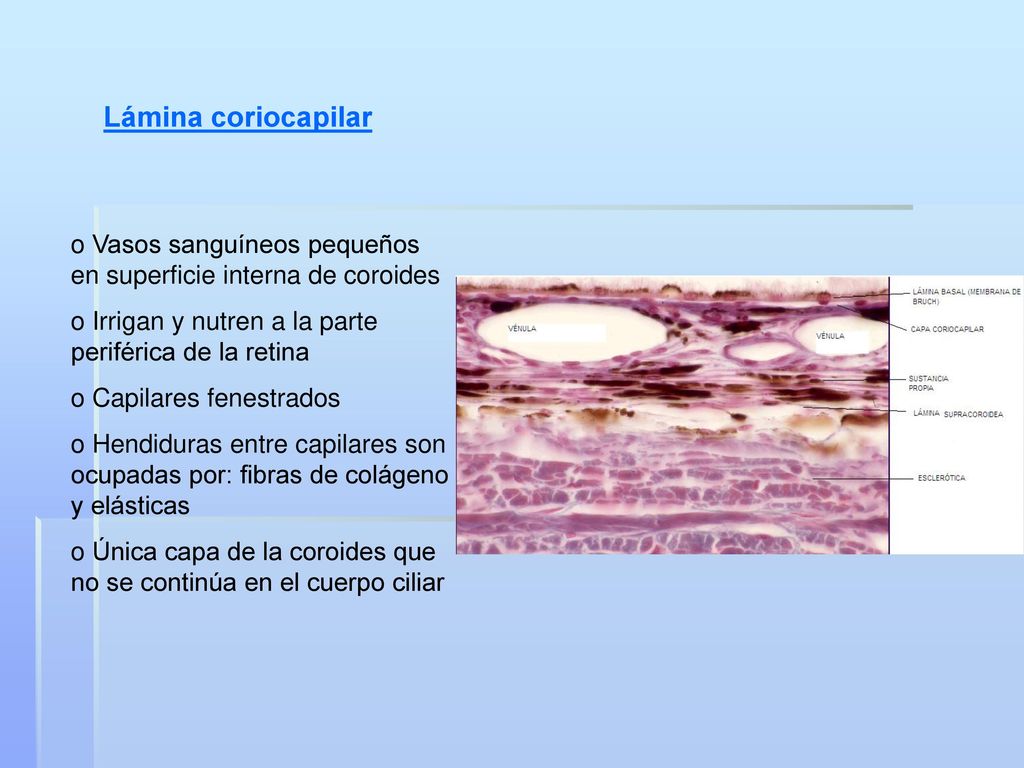 Lámina coriocapilar Vasos sanguíneos pequeños en superficie interna de coroides. Irrigan y nutren a la parte periférica de la retina.