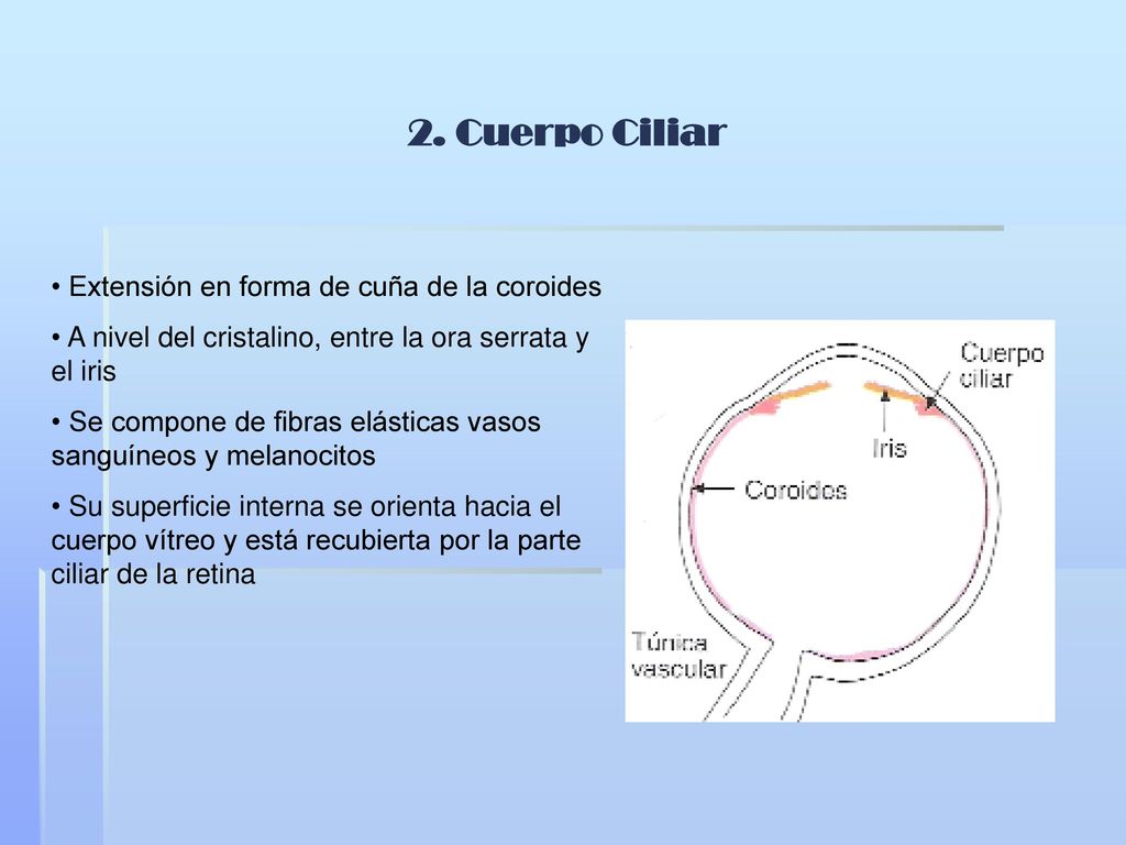 2. Cuerpo Ciliar Extensión en forma de cuña de la coroides