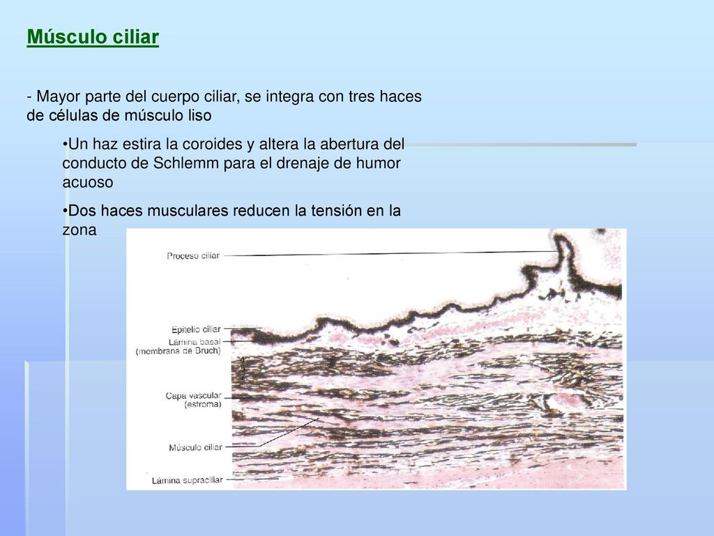 Músculo ciliar - Mayor parte del cuerpo ciliar, se integra con tres haces de células de músculo liso.