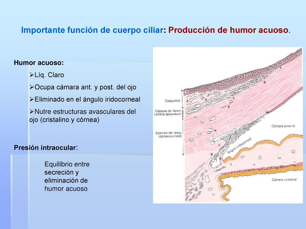 Importante función de cuerpo ciliar: Producción de humor acuoso.