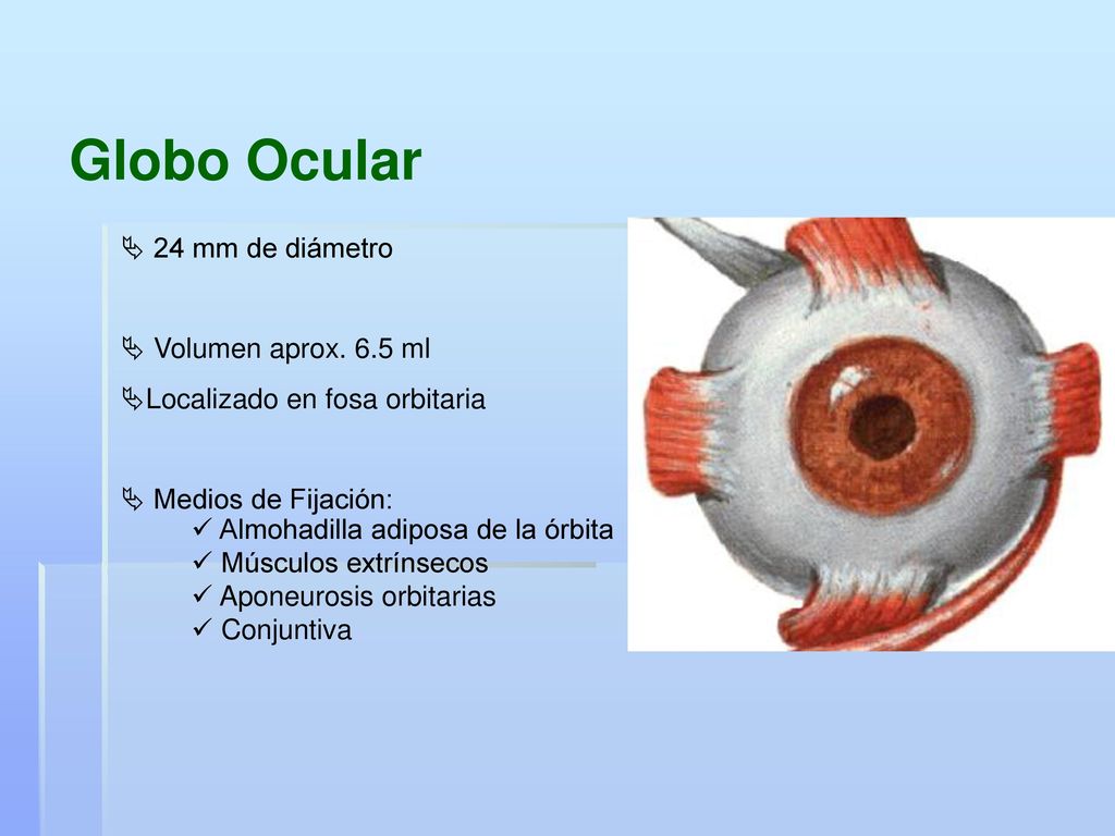 Globo Ocular 24 mm de diámetro Volumen aprox. 6.5 ml