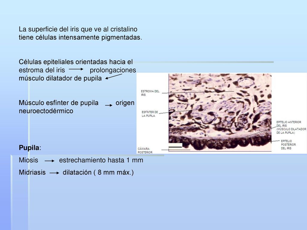 La superficie del iris que ve al cristalino tiene células intensamente pigmentadas.