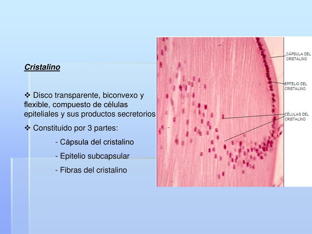 Cristalino Disco transparente, biconvexo y flexible, compuesto de células epiteliales y sus productos secretorios.
