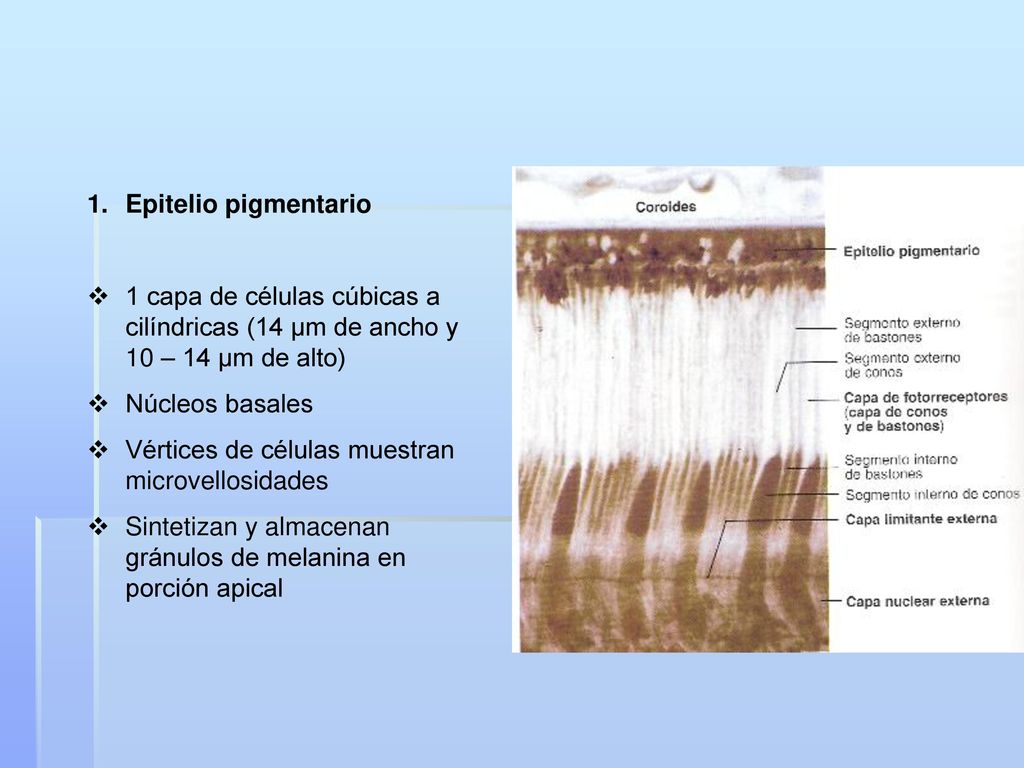 Epitelio pigmentario 1 capa de células cúbicas a cilíndricas (14 µm de ancho y 10 – 14 µm de alto) Núcleos basales.