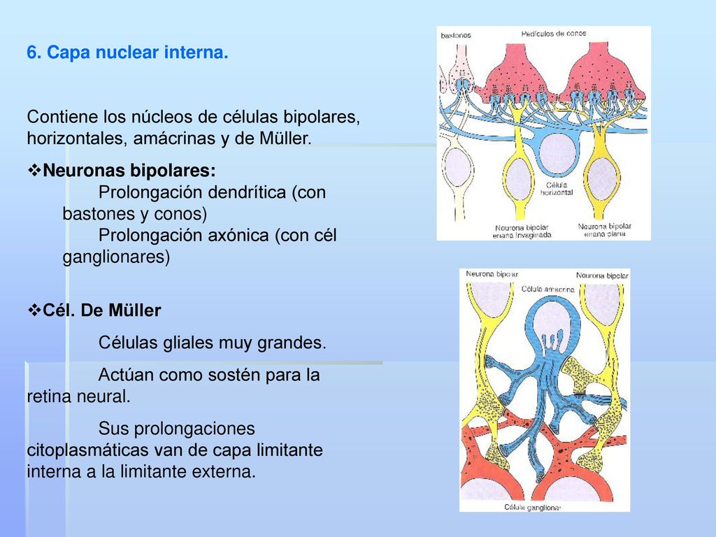 6. Capa nuclear interna. Contiene los núcleos de células bipolares, horizontales, amácrinas y de Müller.
