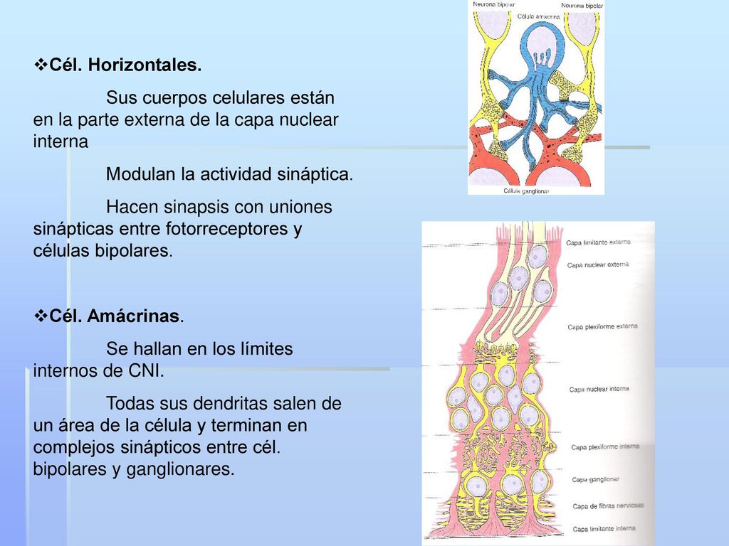Cél. Horizontales. Sus cuerpos celulares están en la parte externa de la capa nuclear interna. Modulan la actividad sináptica.