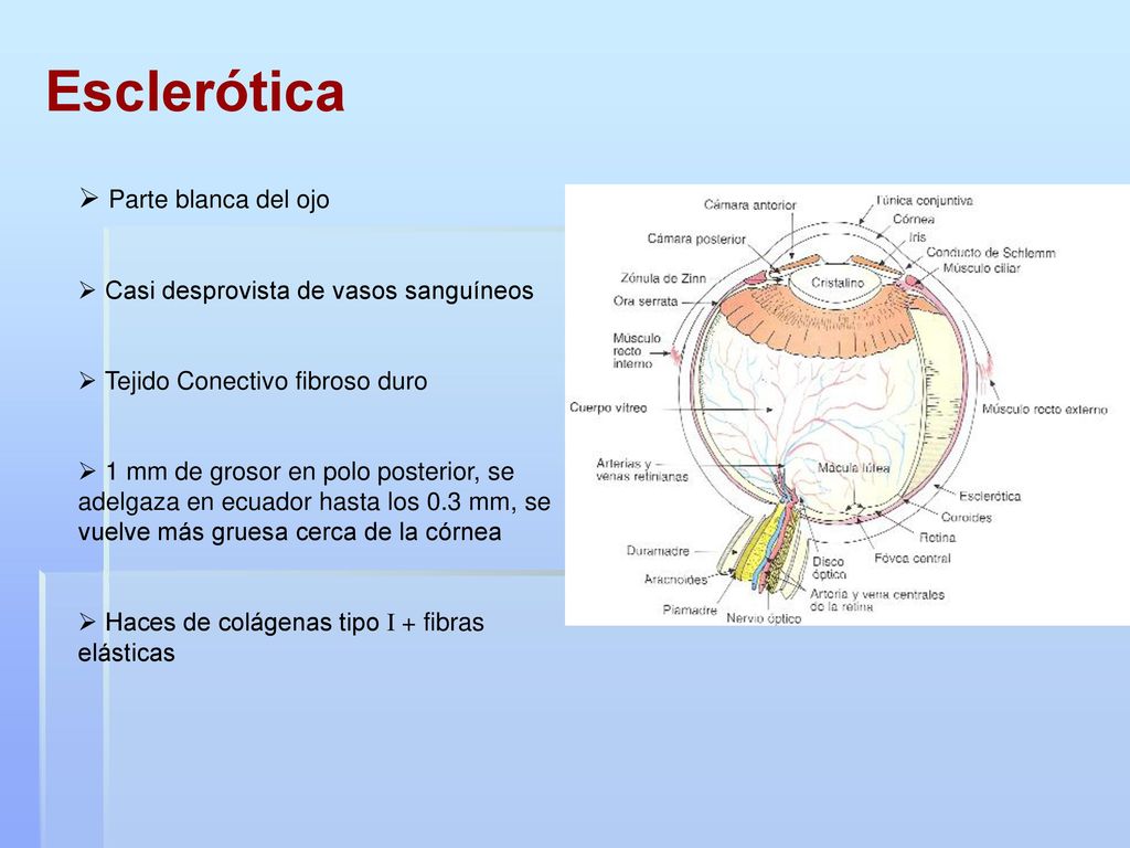 Esclerótica Parte blanca del ojo Casi desprovista de vasos sanguíneos