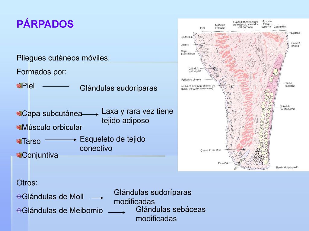 PÁRPADOS Pliegues cutáneos móviles. Formados por: Piel Capa subcutánea