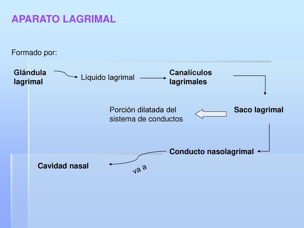 APARATO LAGRIMAL Formado por: Glándula lagrimal Canalículos lagrimales