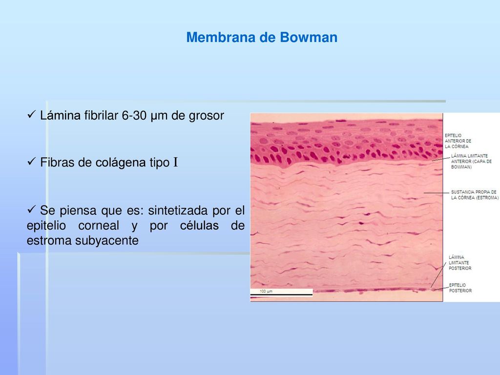 Membrana de Bowman Lámina fibrilar 6-30 μm de grosor