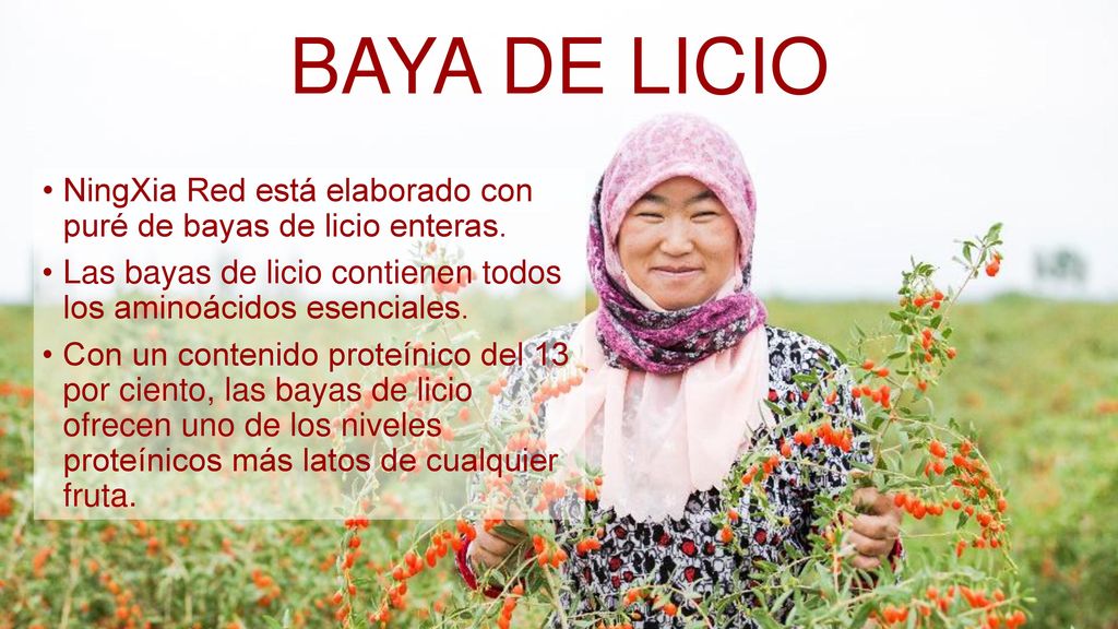 BAYA DE LICIO NingXia Red está elaborado con puré de bayas de licio enteras. Las bayas de licio contienen todos los aminoácidos esenciales.