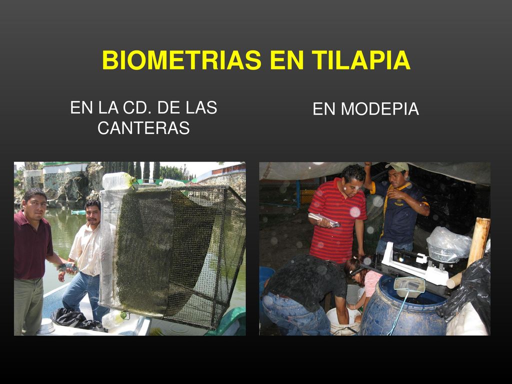 BIOMETRIAS EN TILAPIA EN MODEPIA EN LA CD. DE LAS CANTERAS