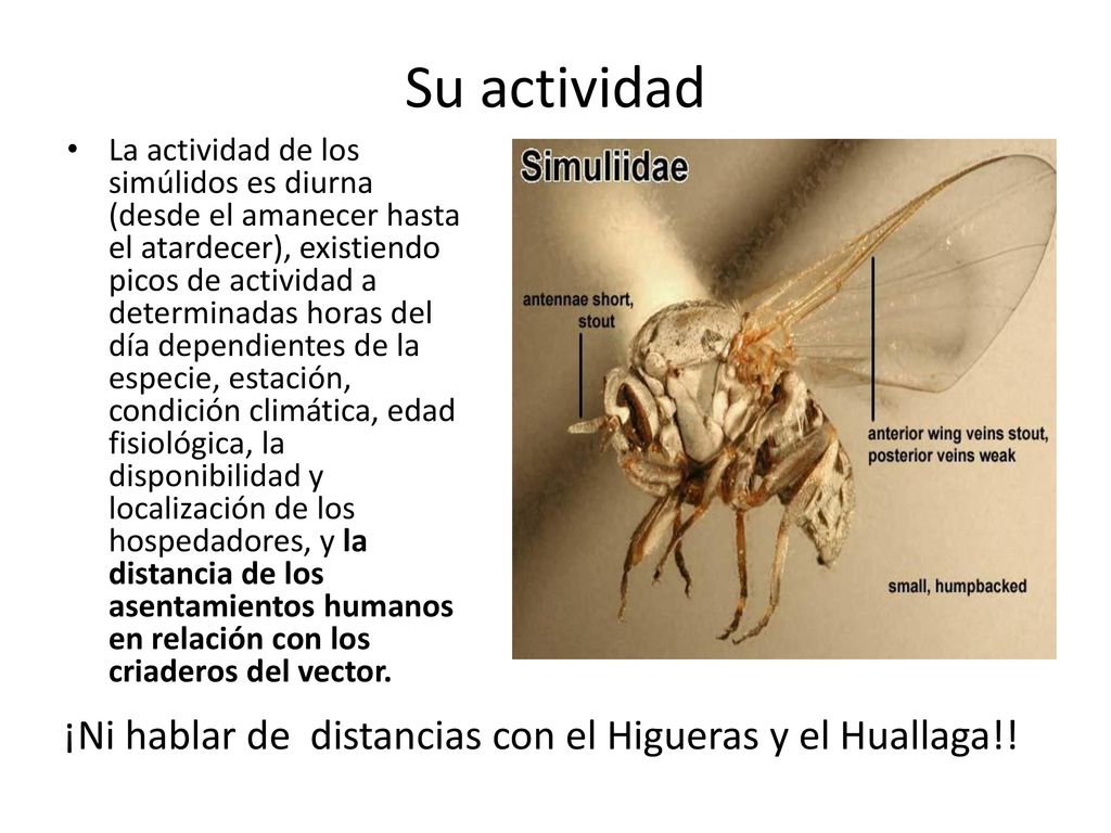 Su actividad ¡Ni hablar de distancias con el Higueras y el Huallaga!!