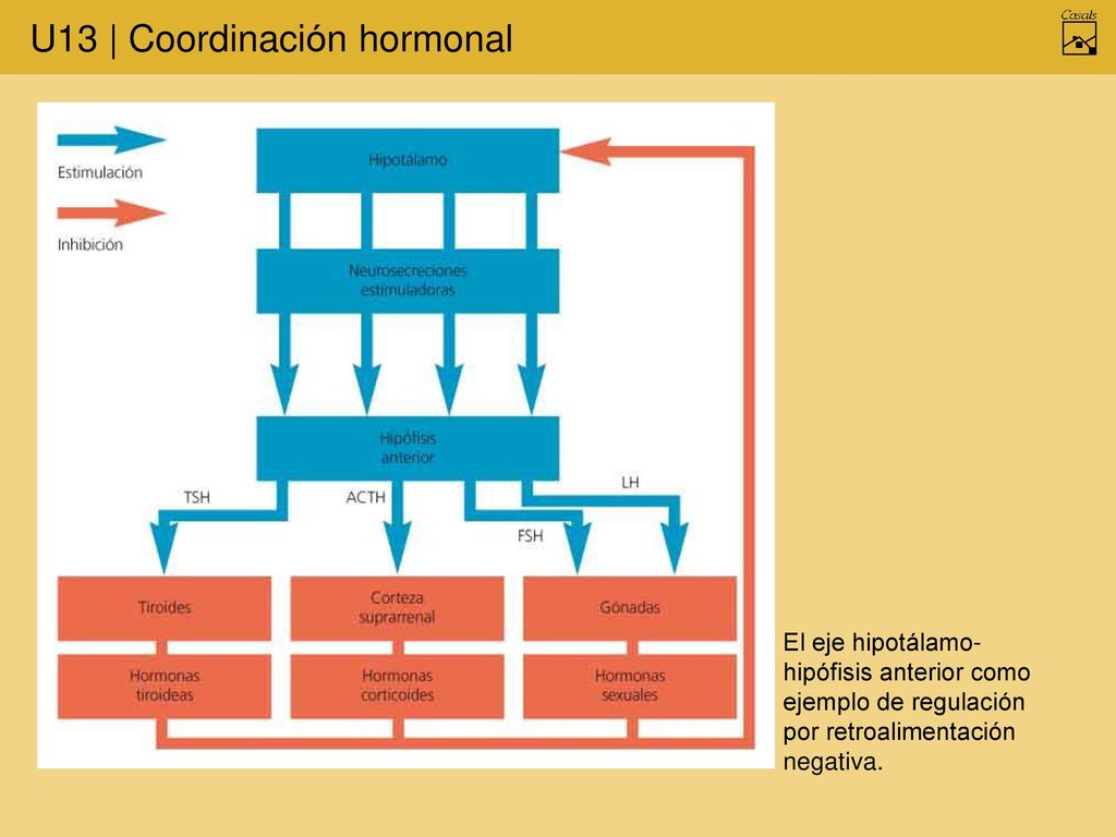 El eje hipotálamo-hipófisis anterior como ejemplo de regulación por retroalimentación negativa.