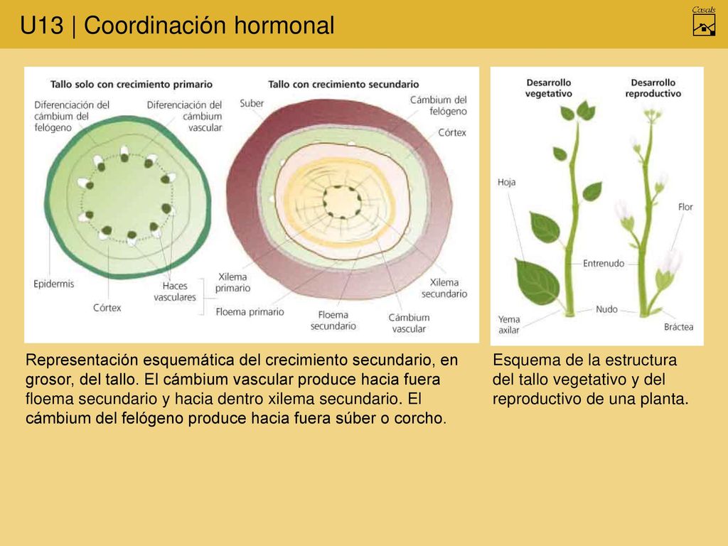 Representación esquemática del crecimiento secundario, en grosor, del tallo. El cámbium vascular produce hacia fuera floema secundario y hacia dentro xilema secundario. El cámbium del felógeno produce hacia fuera súber o corcho.