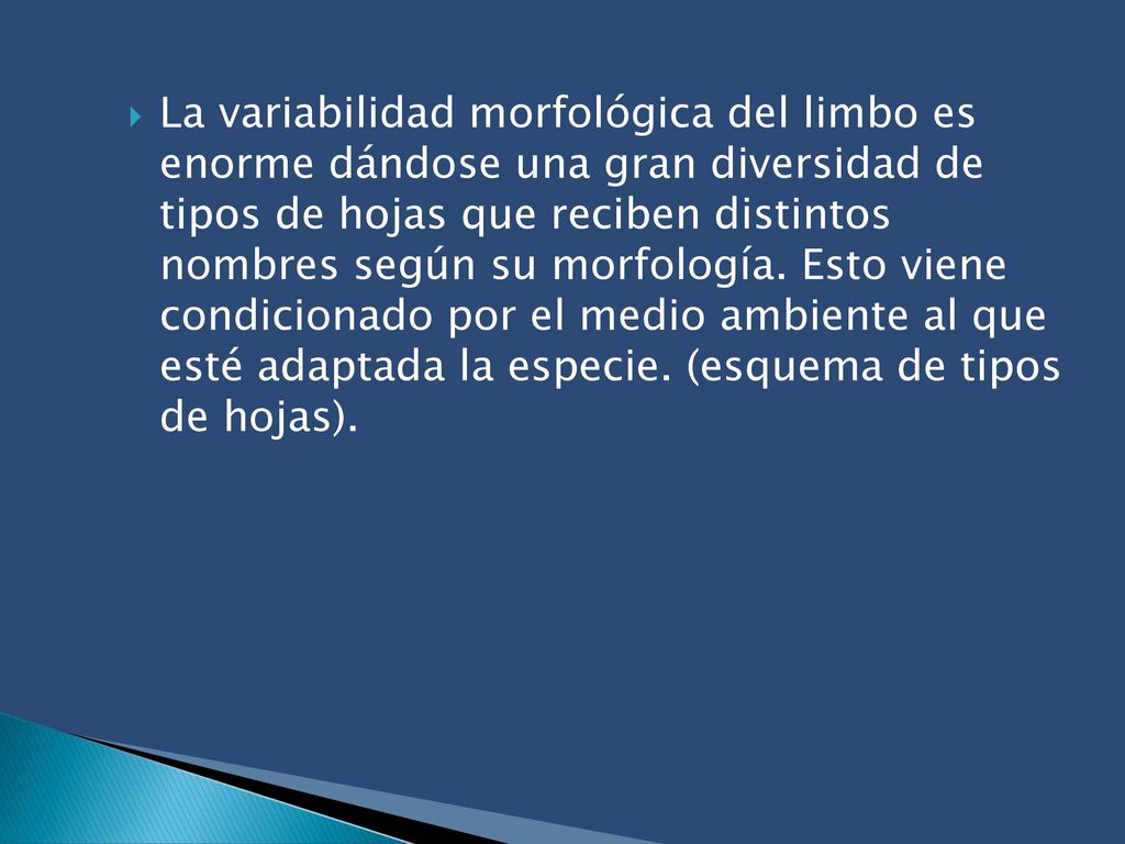 La variabilidad morfológica del limbo es enorme dándose una gran diversidad de tipos de hojas que reciben distintos nombres según su morfología.