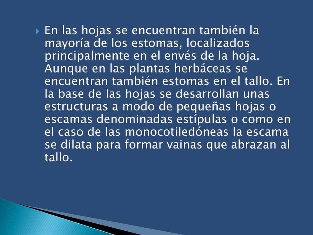En las hojas se encuentran también la mayoría de los estomas, localizados principalmente en el envés de la hoja.
