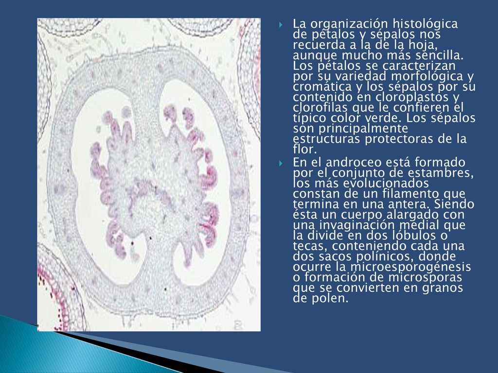 La organización histológica de pétalos y sépalos nos recuerda a la de la hoja, aunque mucho más sencilla. Los pétalos se caracterizan por su variedad morfológica y cromática y los sépalos por su contenido en cloroplastos y clorofilas que le confieren el típico color verde. Los sépalos son principalmente estructuras protectoras de la flor.