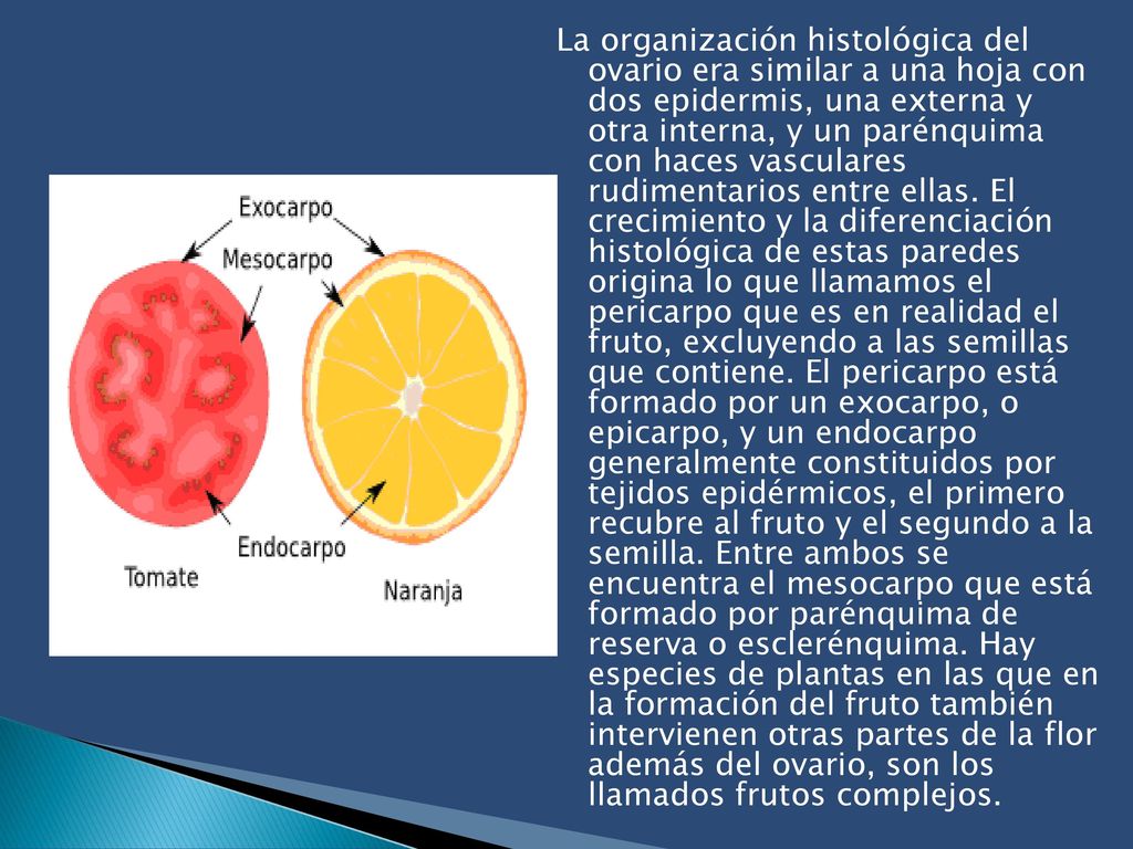 La organización histológica del ovario era similar a una hoja con dos epidermis, una externa y otra interna, y un parénquima con haces vasculares rudimentarios entre ellas.