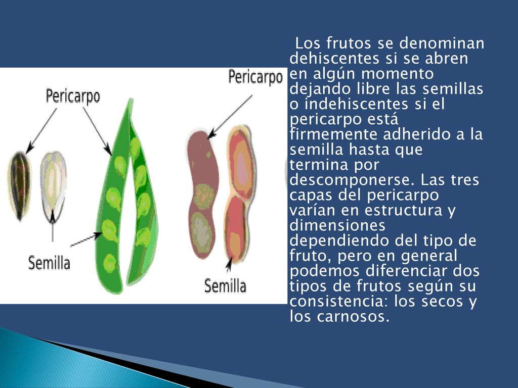 Los frutos se denominan dehiscentes si se abren en algún momento dejando libre las semillas o indehiscentes si el pericarpo está firmemente adherido a la semilla hasta que termina por descomponerse.