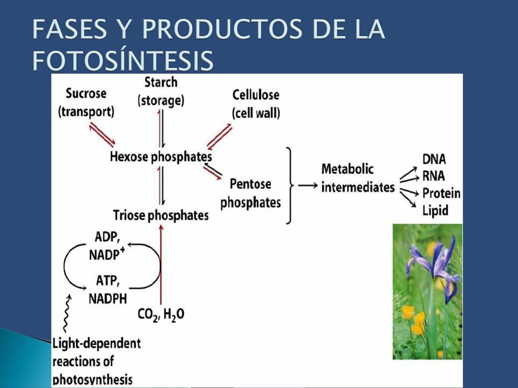 FASES Y PRODUCTOS DE LA FOTOSÍNTESIS