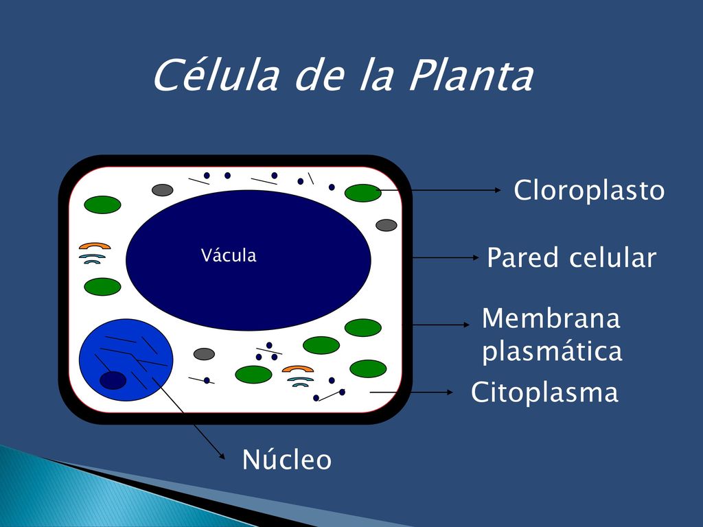 Célula de la Planta Cloroplasto Pared celular Membrana plasmática