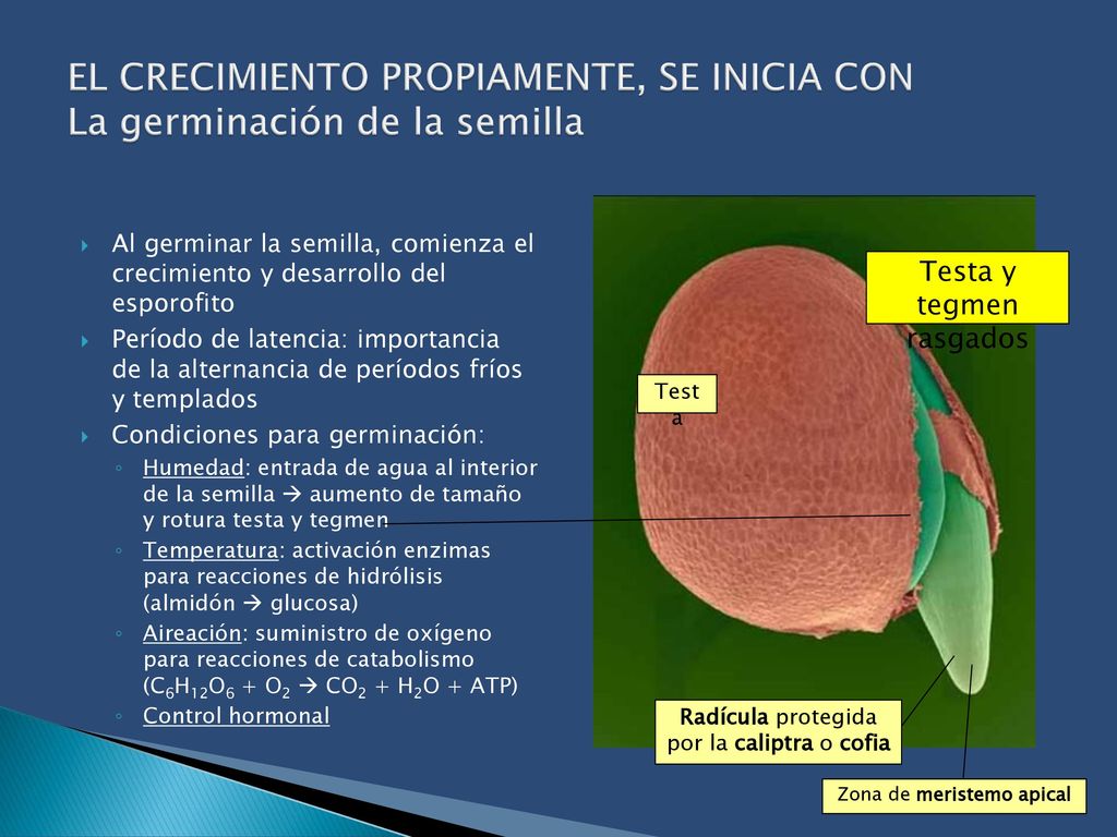 EL CRECIMIENTO PROPIAMENTE, SE INICIA CON La germinación de la semilla