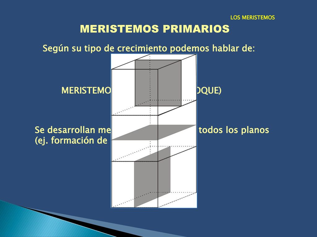 MERISTEMOS PRIMARIOS Según su tipo de crecimiento podemos hablar de: