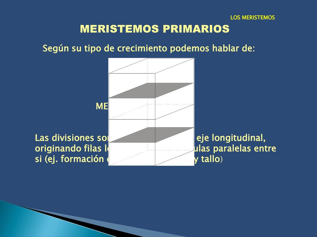 MERISTEMOS PRIMARIOS Según su tipo de crecimiento podemos hablar de: