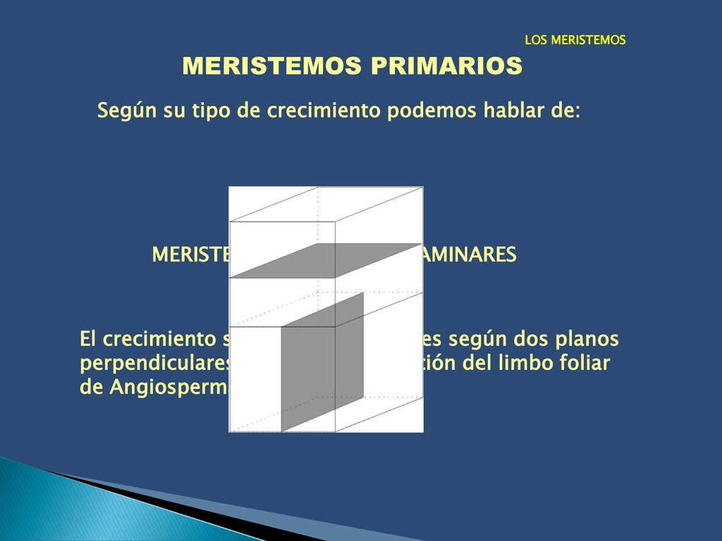 MERISTEMOS PRIMARIOS Según su tipo de crecimiento podemos hablar de: