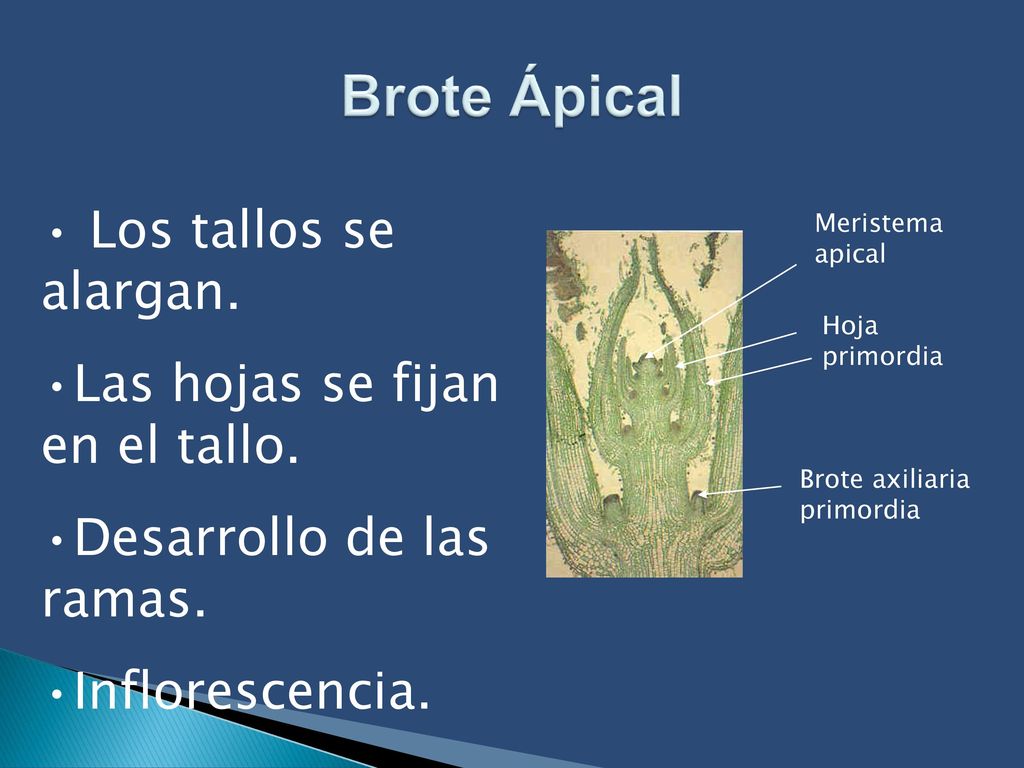 Brote Ápical Los tallos se alargan. Las hojas se fijan en el tallo.