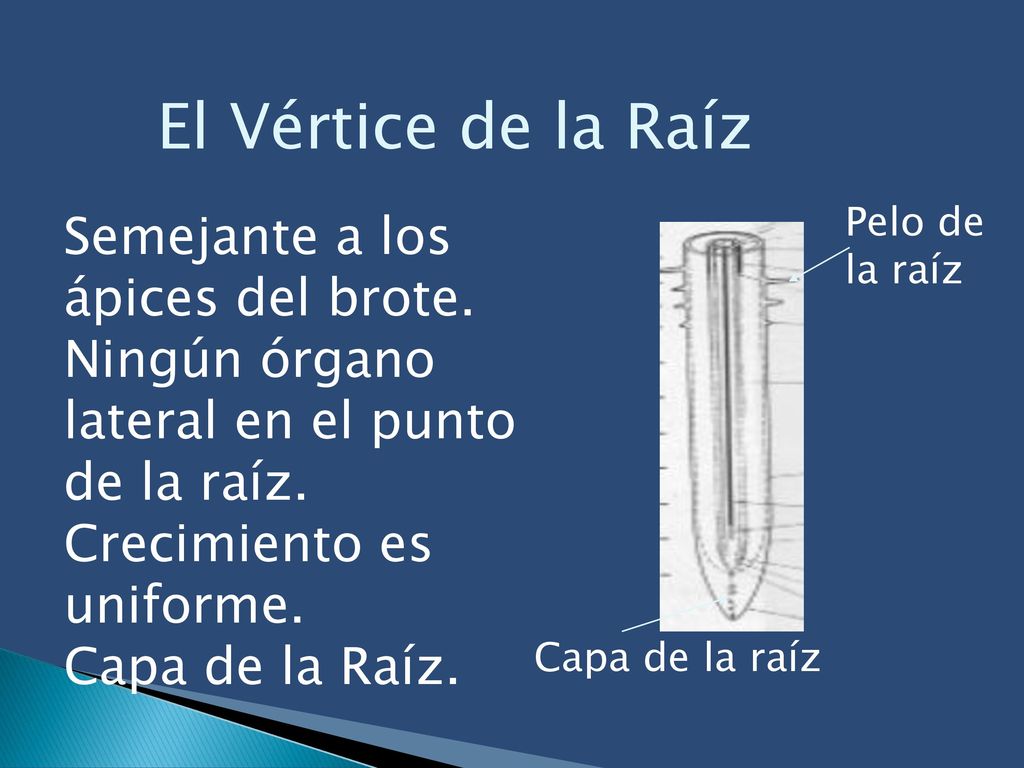 El Vértice de la Raíz Semejante a los ápices del brote.