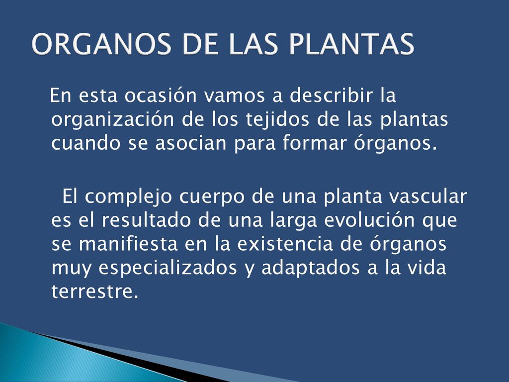 ORGANOS DE LAS PLANTAS En esta ocasión vamos a describir la organización de los tejidos de las plantas cuando se asocian para formar órganos.