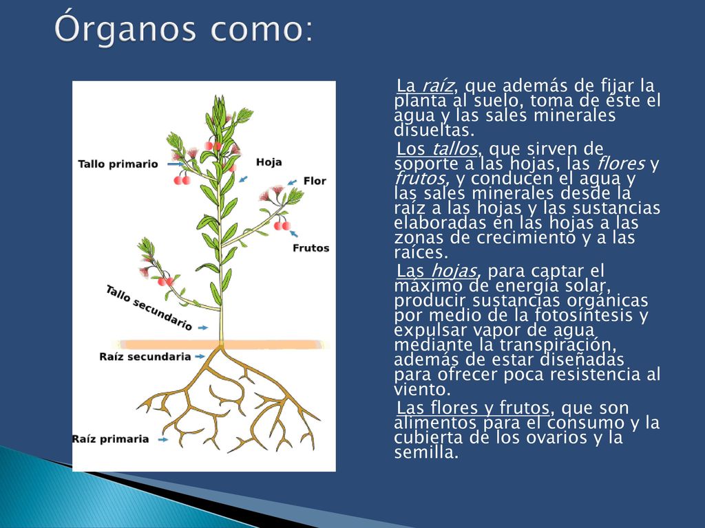 Órganos como: La raíz, que además de fijar la planta al suelo, toma de éste el agua y las sales minerales disueltas.