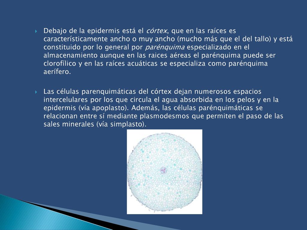 Debajo de la epidermis está el córtex, que en las raíces es característicamente ancho o muy ancho (mucho más que el del tallo) y está constituido por lo general por parénquima especializado en el almacenamiento aunque en las raices aéreas el parénquima puede ser clorofílico y en las raíces acuáticas se especializa como parénquima aerífero.