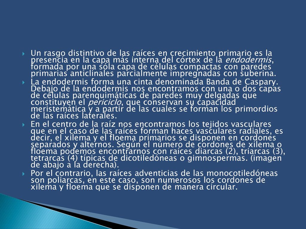 Un rasgo distintivo de las raíces en crecimiento primario es la presencia en la capa más interna del córtex de la endodermis, formada por una sóla capa de células compactas con paredes primarias anticlinales parcialmente impregnadas con suberina.