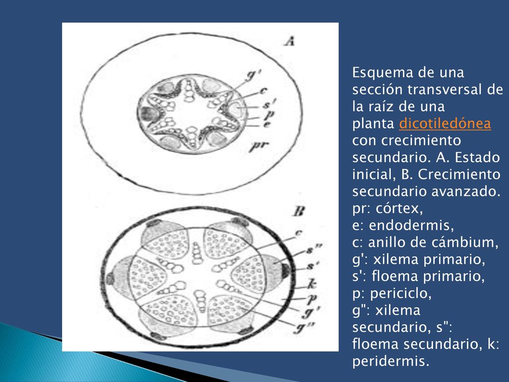 Esquema de una sección transversal de la raíz de una planta dicotiledónea con crecimiento secundario. A. Estado inicial, B. Crecimiento secundario avanzado. pr: córtex,