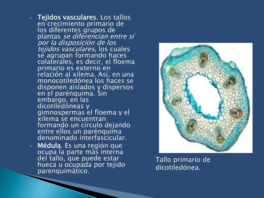 Tejidos vasculares. Los tallos en crecimiento primario de los diferentes grupos de plantas se diferencian entre sí por la disposición de los tejidos vasculares, los cuales se agrupan formando haces colaterales, es decir, el floema primario es externo en relación al xilema. Así, en una monocotiledónea los haces se disponen aislados y dispersos en el parénquima. Sin embargo, en las dicotiledóneas y gimnospermas el floema y el xilema se encuentran formando un círculo dejando entre ellos un parénquima denominado interfascicular.